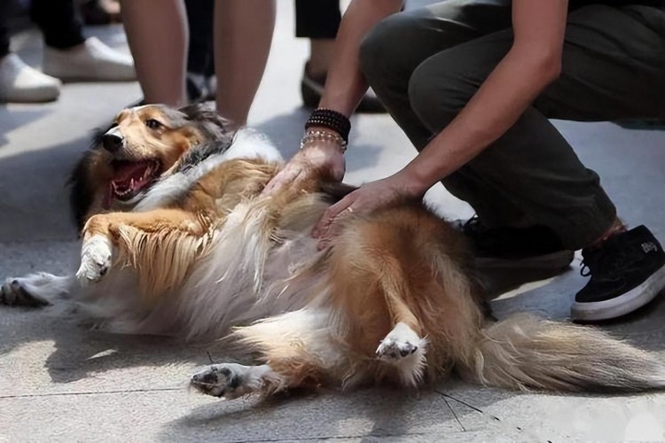 恶犬咬人别害怕这几个部位一击见效