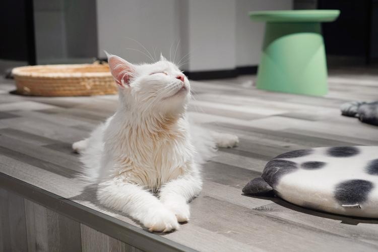 猫咪挑食不吃猫粮怎么办？实用小技巧快点get起来