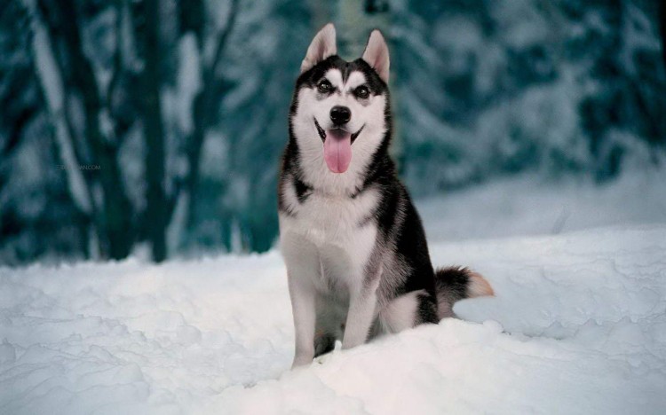 人气最高的五种宠物狗：雪橇三傻缺席一位小型犬只有它上榜