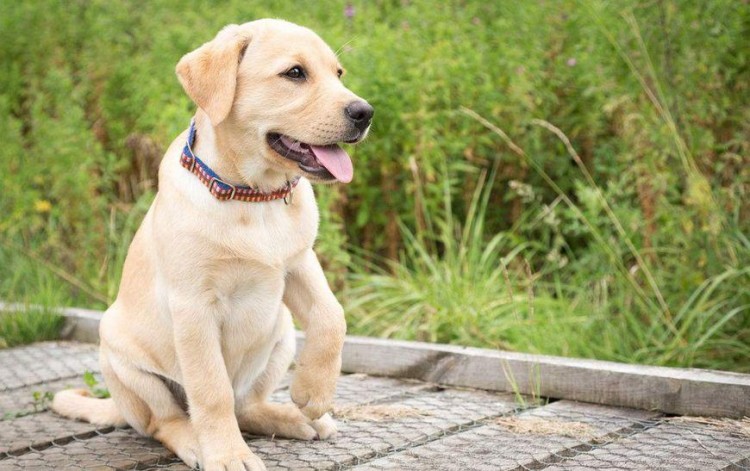 盘点五种适合女生饲养的大型犬都是颜值与战斗力并存的代表