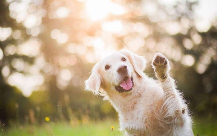 盘点五种适合女生饲养的大型犬都是颜值与战斗力并存的代表