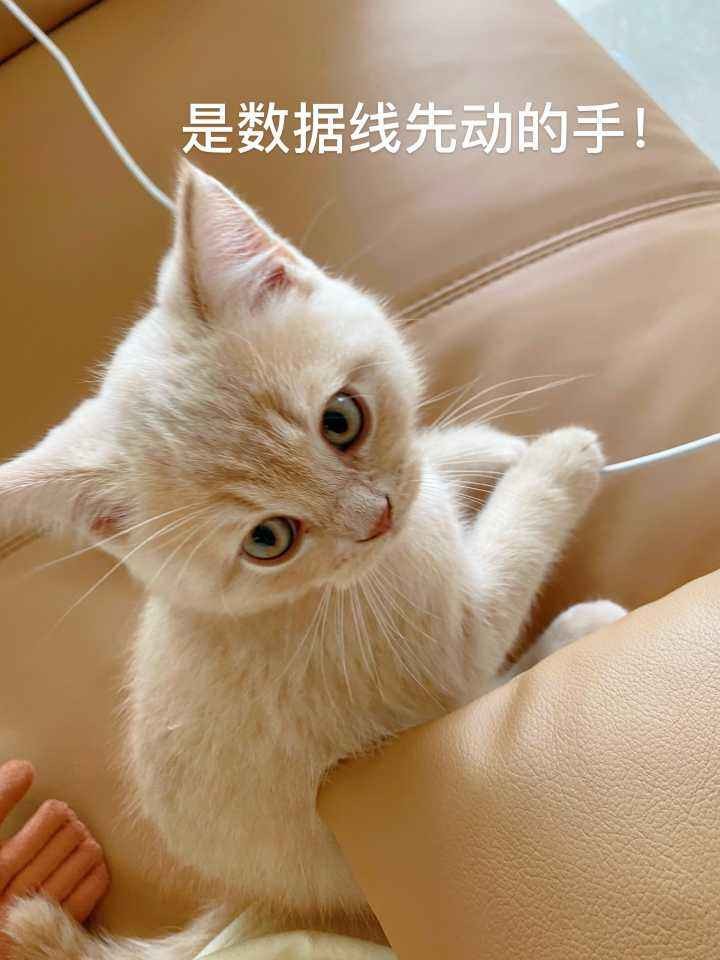 猫咪喜欢这几种玩具家里越多越幸福