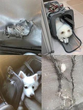 养了一只漂亮银狐犬结果……是个超级暴力狂！