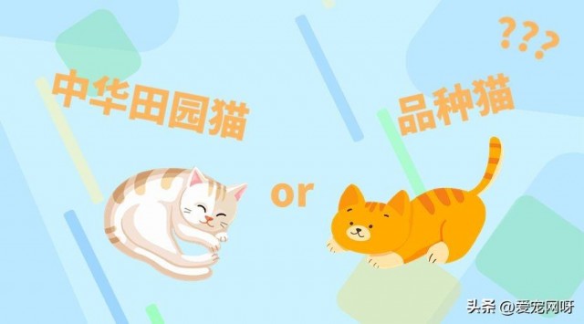 品种猫和本土猫有什么区别？为什么大家更喜欢品种猫呢？