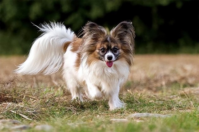 古老而尊贵的蝴蝶犬：曾经风靡一时现在少人饲养