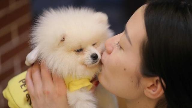 当蝴蝶犬遇上博美犬谁略胜一筹你更喜欢哪种狗狗