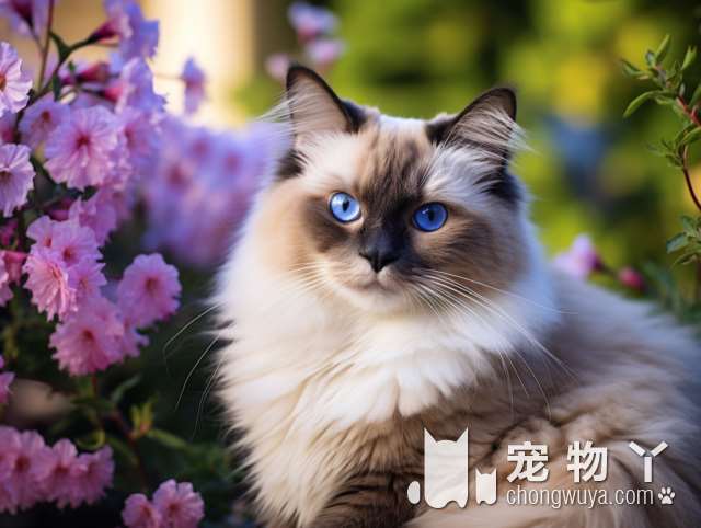 波斯猫和纯种波斯的区别？