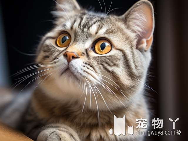 想体验撸猫吗？佛山公寓有4只可爱的猫猫等你来玩!